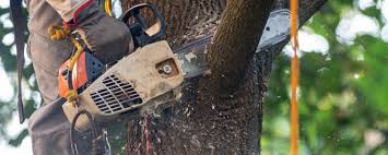 Best Tree Removal  in Peoria Heights, IL
