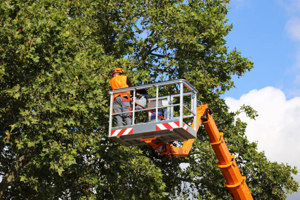 Best Weed Control  in Peoria Heights, IL