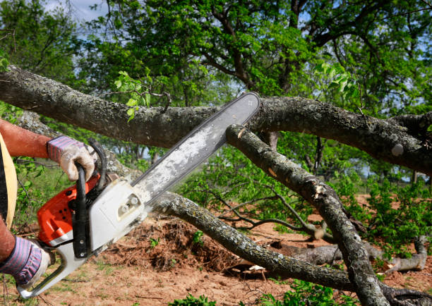 Best Arborist Consultation Services  in Peoria Heights, IL